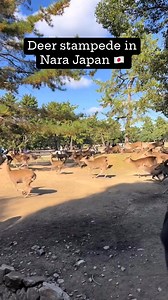 Deer stampede in Nara Japan!! | Joey Gentile