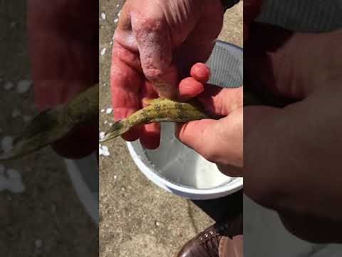 Homemade bucket fish scaler