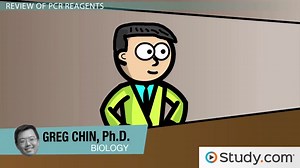 PCR: Steps Involved in Polymerase Chain Reaction