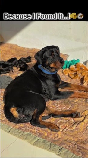 RoxyTheRottweilerX #rottweiler #viralshorts #roxytherottweilerx