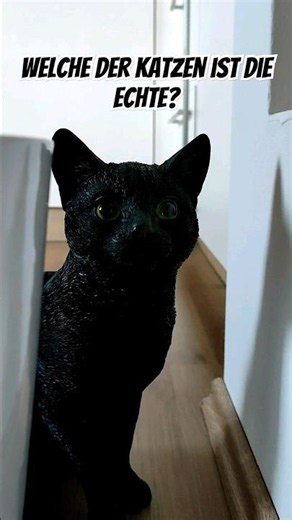 Welche der Katzen ist die echte?