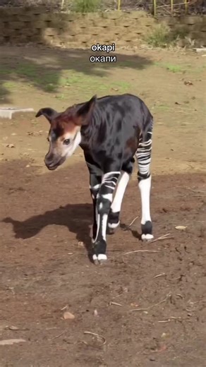 Découverte des Animaux Rares d'Afrique et D'Amérique