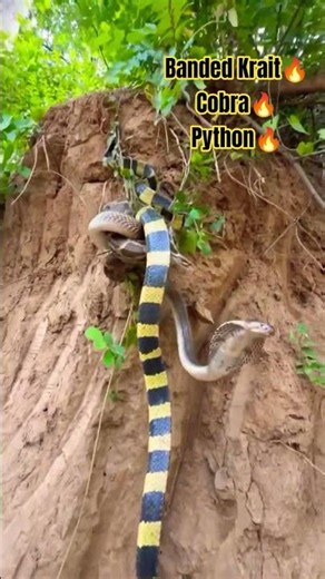 Banded Krait VS Cobra VS Python 🔥🔥🔥🐍🐍🐍
