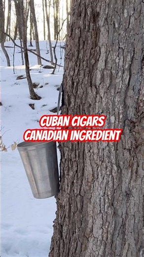 Did you know Canadian maple syrup is in the most expensive Cuban cigars. #cuba #cohiba #shorts