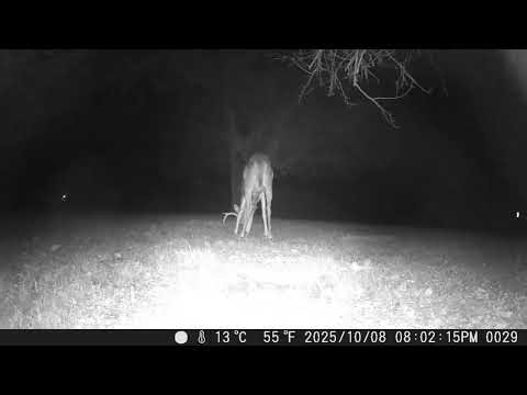 Archive Files of Trail Camera Compilation 20251013 A