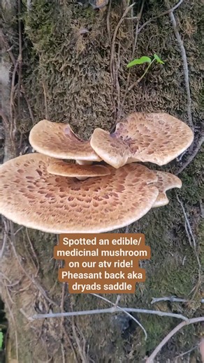 Mushroom finds along the trail: this one is called pheasant back aka dryads saddle 🤩😊🍄 🌼www.marlasorganics.com🌼 . . . | Marla's Organics