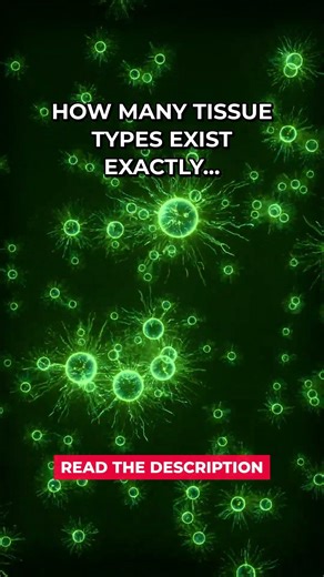 5 Types Of Tissue Exist #Shorts