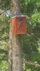 Black Cap Chickadee is Building his Nest.