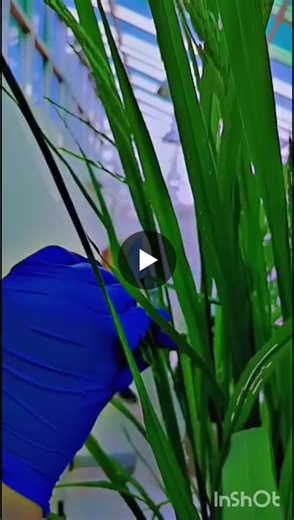 Rice Breeding: Emasculation for Hybrid Varieties Development | Nafeesa Arjumand posted on the topic | LinkedIn