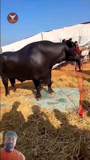 Most expensive buffalo