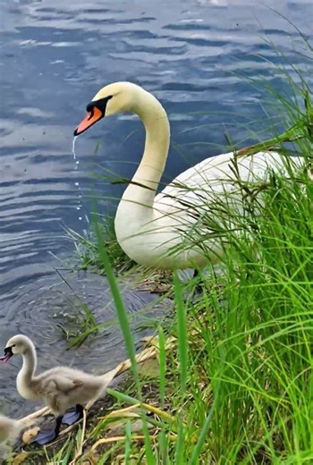 Mother Swan and Cygnets🦢 #animals
