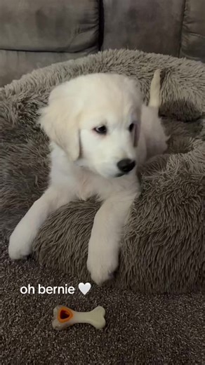 Bernie B's Adorable Tricks: Head Tilt & Hop