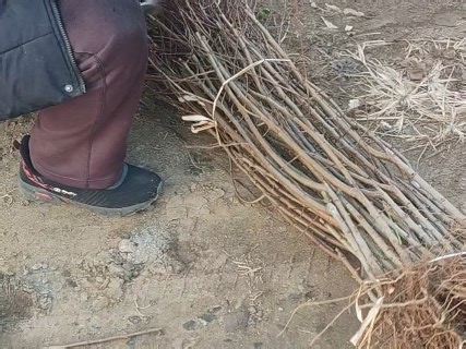 本地种植户自提塔尔玛西梅苗，品种纯正！未来西梅品种的领航者#塔尔玛西梅苗 #塔尔玛西梅树苗 #塔尔玛西梅接穗