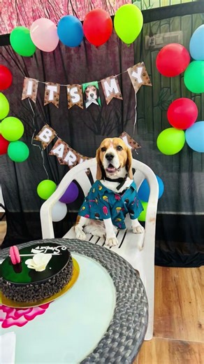 💐happy birthday to you my dear simba🎂🎈🎁🥳🎸 #beaglecrew #simbaavlogs #simba