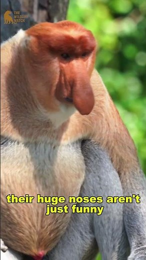 The Strange Monkey With a Huge Nose | Proboscis Monkey Facts 🐒🌍