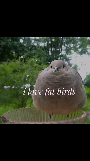 Cute Fat Birds: Why We Love Chubby Birds