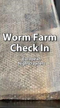 Worm Farming For Beginners | European Nightcrawlers #vermicomposting #vermicompost