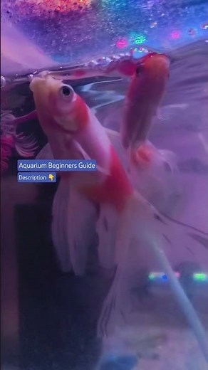 Aquarium Beginners Guide first time set up | fish care | gold fish, guppy, neon tetra, zebra danio