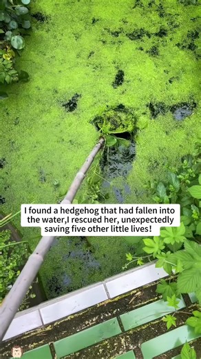 Hedgehog Rescue Saves Five Lives from Water Danger