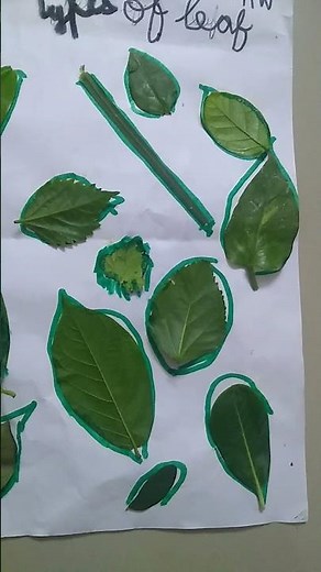 Type of leaf/Science work/3rd grade