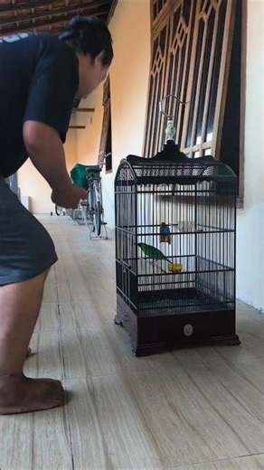 Chirping Mania Behavior