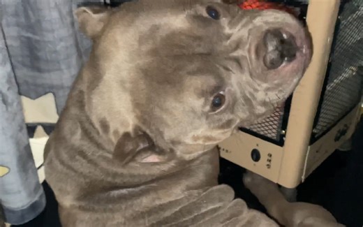 捏恶霸犬屁股上的肉