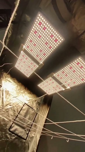 Rede de scrog para cultivo de Cannabis: para que serve?