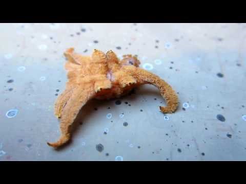 Hag Moth Caterpillar: The most startling creature I ever saw!