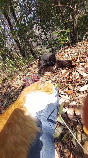 Sunlight filtering through the Amazon trees