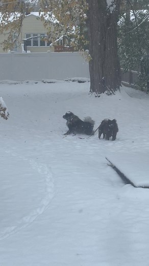 11K views · 694 reactions | Hope and Hugo's first real snow! As...