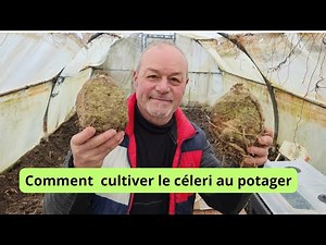 How to grow celery in the vegetable garden?