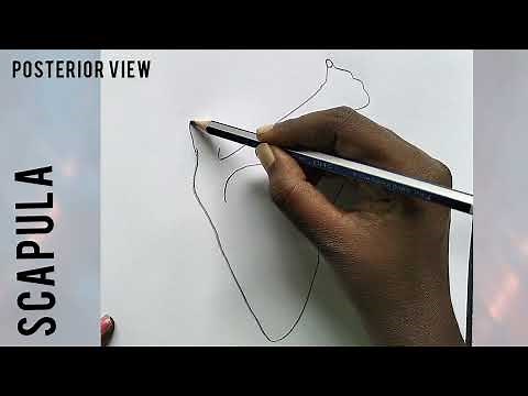 Scapula Bone ( posterior view) -Easy drawing #medicalstudent #medical #health #physio #anatomy #bone