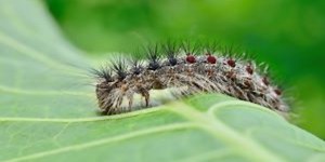 Predicting gypsy moth caterpillar’s cycle an inexact science