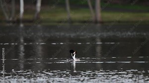 Great crested grebe couple at the courtship swimming on the lake, lower saxony, spring, (podiceps cristatus), germany