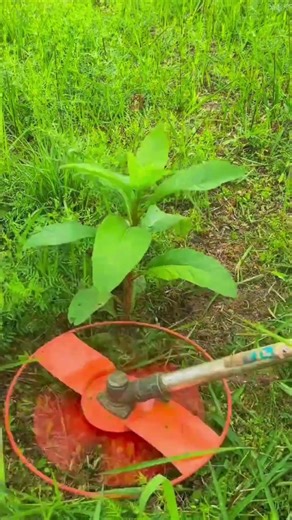 grass cleaning machine #shorts