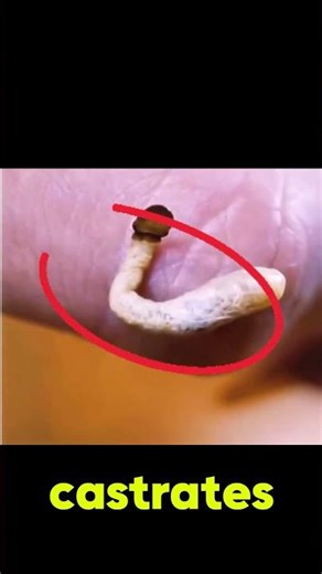 “Giant Parasite Controls a Wasp’s Brain”