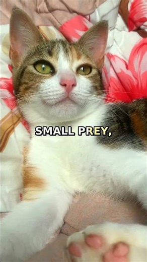 String Theory According to Every Cat That Ever Lived #Shorts