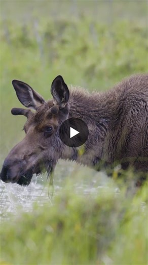 #worldwildlifeday | Boreal Conservation