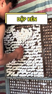Lúa sắp về rồi: xu hướng đầu tư nuôi tằm, kén mới nhất