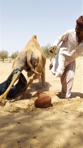 هروب العروس ودراما الجمل! العريس يراقب بدهشة 🐪😂🌵