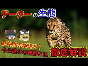 【ゆっくり解説】「チーター」を徹底解説/文句なしの世界最速の哺乳類！その速さの秘密とは…