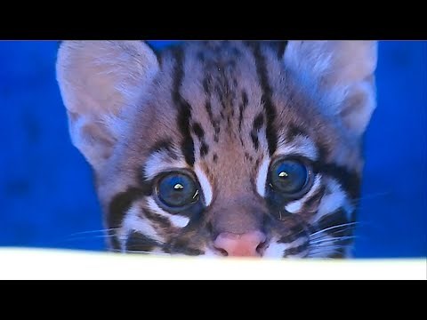 Bébé Ocelot au Zoo d'Asson