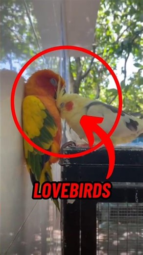 This Bird Has a Better Love Life Than Humans 😭 #Lovebirds #BirdFacts #CuteAnimals