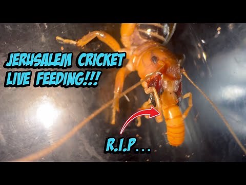 Feeding My Jerusalem Cricket!!