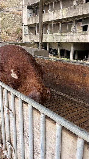 Weighing a Giant! 700kg Pig Steps Onto the Scale Like a Boss 🐖⚖️ 💥