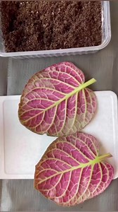 Plant Leaf Cutting Propagation Technique 🍃♥️🌱 @gloxinia_krasnodar #philodenron #plantfamily #plantparenthood #plantstagram #leaflove #maranta #indoorgarden #monstera #calathea #begonia #plantpeople #plantlover #houseplantlover #plantslover #instaplants #alocasia #succulents #syngonium #houseplants #indoorjungle #plantlady #indoorplantsdecor #indoorplantsdecor #plantgang #houseplantcommunity #diy #hacks #viral #howto #losangeles #california | ᑭlantamaven