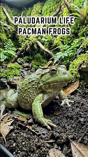 Giant Matcha Pacman Frog Buries Himself Underground 🐸🌿 | Satisfying Frog Behavior