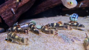 Panda Garra having a munch | Pier Aquatics