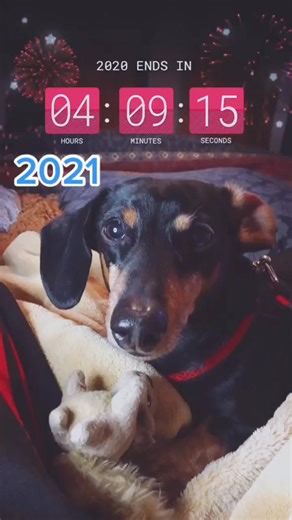 Goodbye 2020, hello 2021! 🎉🐾 Can't wait for new adventures! #NewYear #FreshStart | Elias Evans
