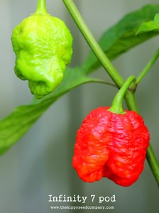 Infinity 7 Pod Pepper